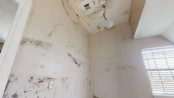 Best Commercial Mold Inspection  in Lake Mary Jane, FL