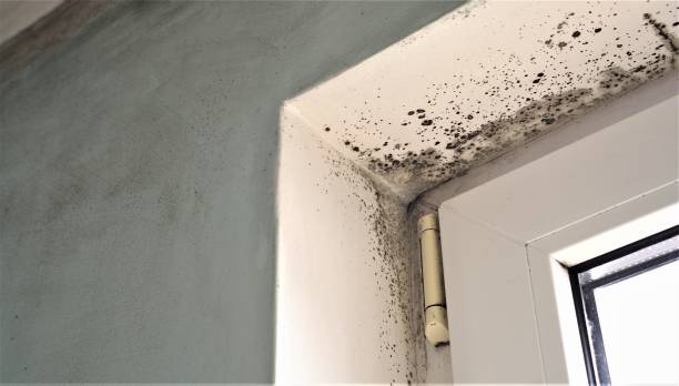 Lake Mary Jane, FL Mold Removal Company