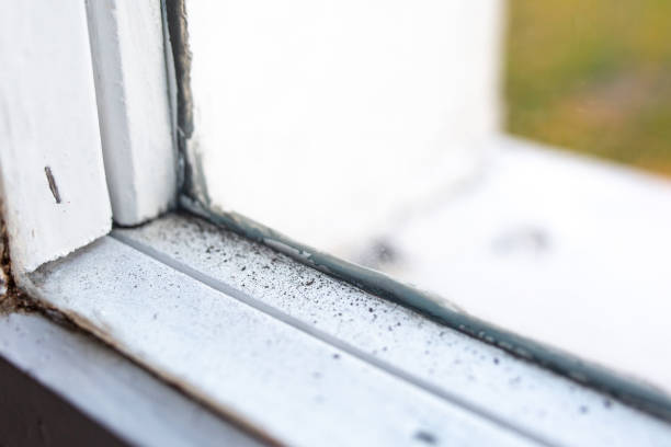 Best Comprehensive Air Testing for Mold Contaminants  in Lake Mary Jane, FL