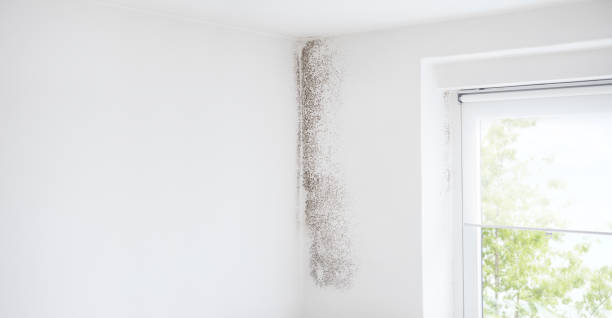 Best Asbestos and Lead Testing During Mold Inspection  in Lake Mary Jane, FL