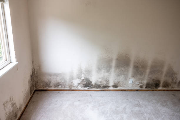 Best Black Mold Removal  in Lake Mary Jane, FL